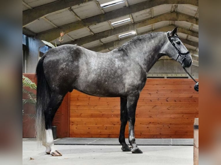 PRE Mix Wałach 4 lat 164 cm Siwa in Soltendieck