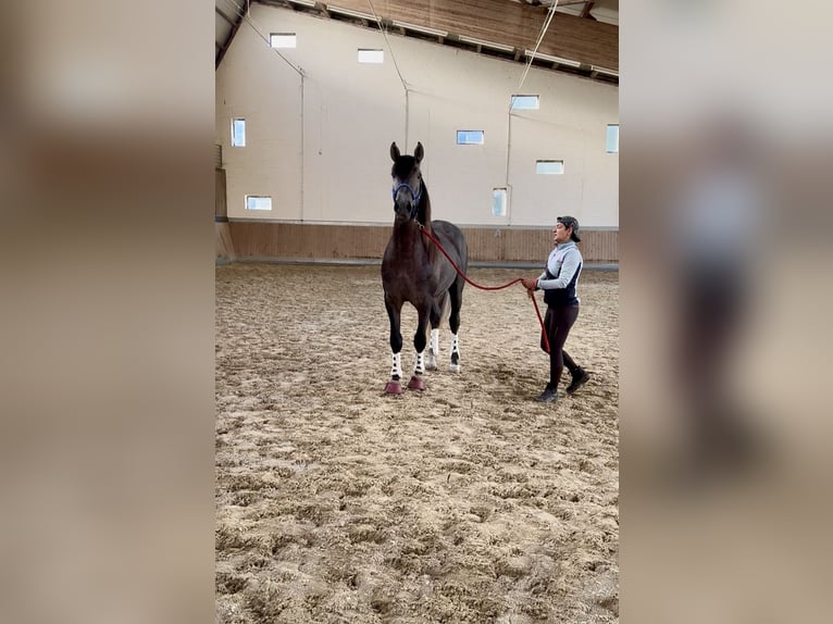 PRE Mix Wałach 4 lat 164 cm Siwa in Warendorf