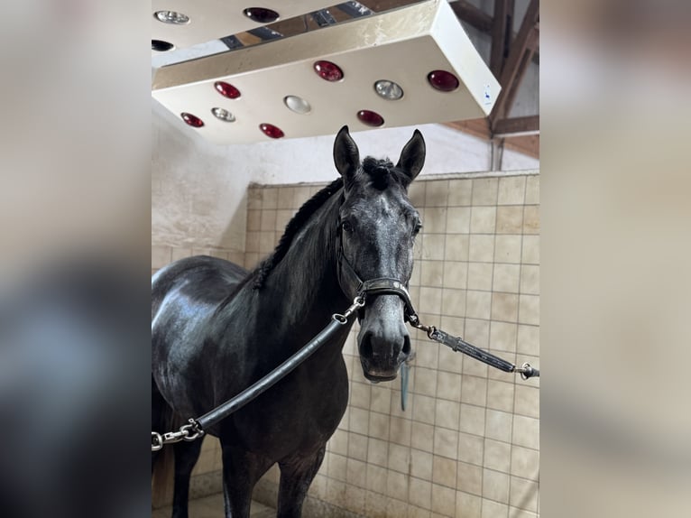 PRE Mix Wałach 4 lat 164 cm Siwa in Warendorf