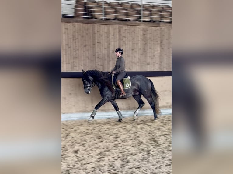 PRE Mix Wałach 4 lat 164 cm Siwa in Warendorf