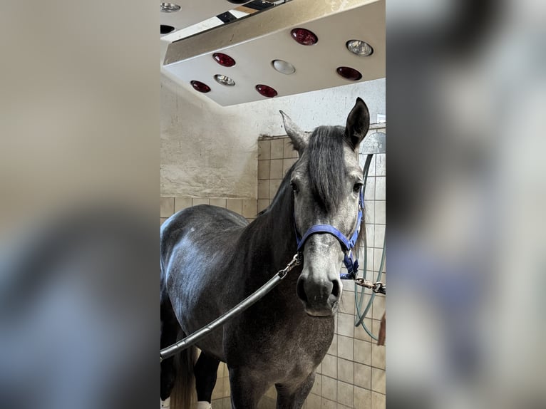 PRE Mix Wałach 4 lat 164 cm Siwa in Warendorf