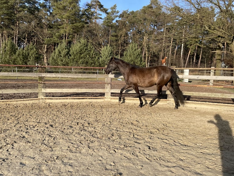 PRE Mix Wałach 4 lat 165 cm Bułana in Nienhagen
