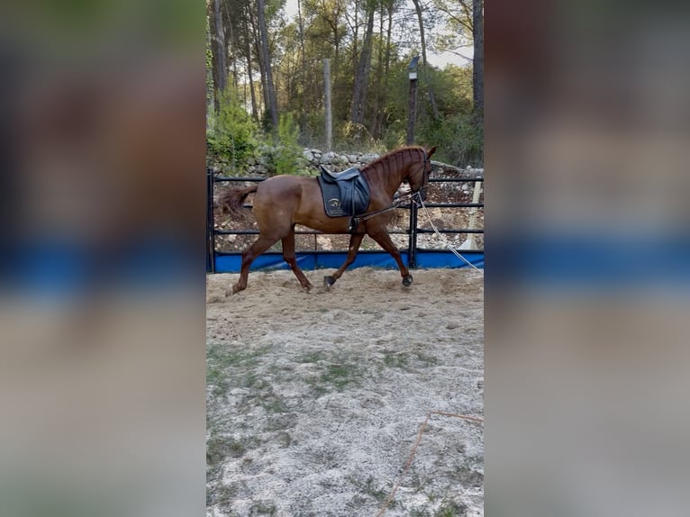 PRE Wałach 4 lat 165 cm Kasztanowata in Olesa De Bonesvalls