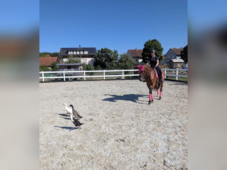 PRE Wałach 4 lat 165 cm  in Tettnang