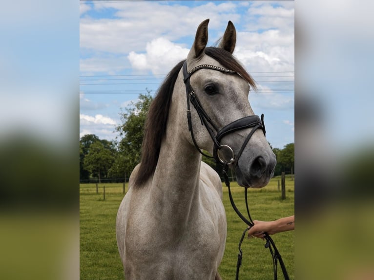 PRE Wałach 4 lat 165 cm Siwa jabłkowita in Wachtendonk