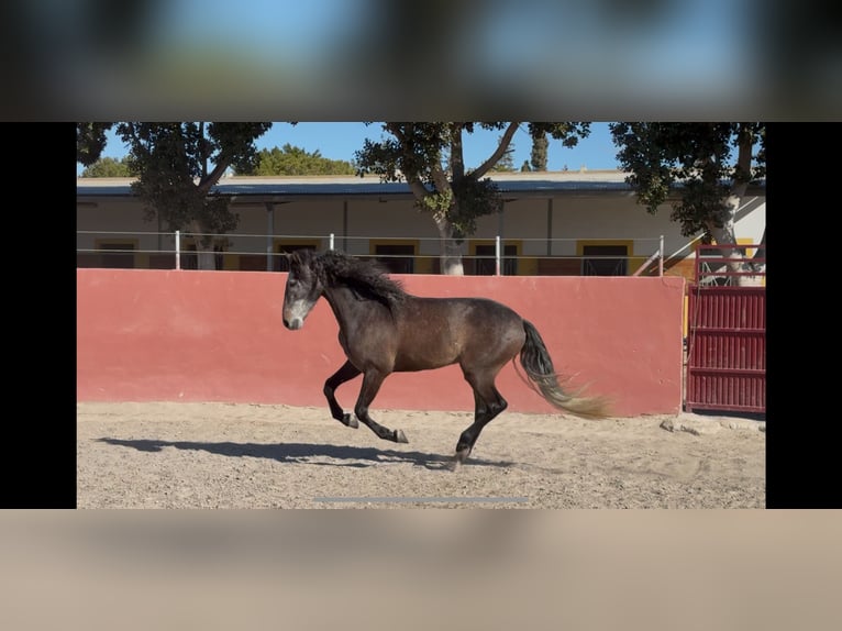 PRE Wałach 4 lat 165 cm Siwa in Elx/Elche