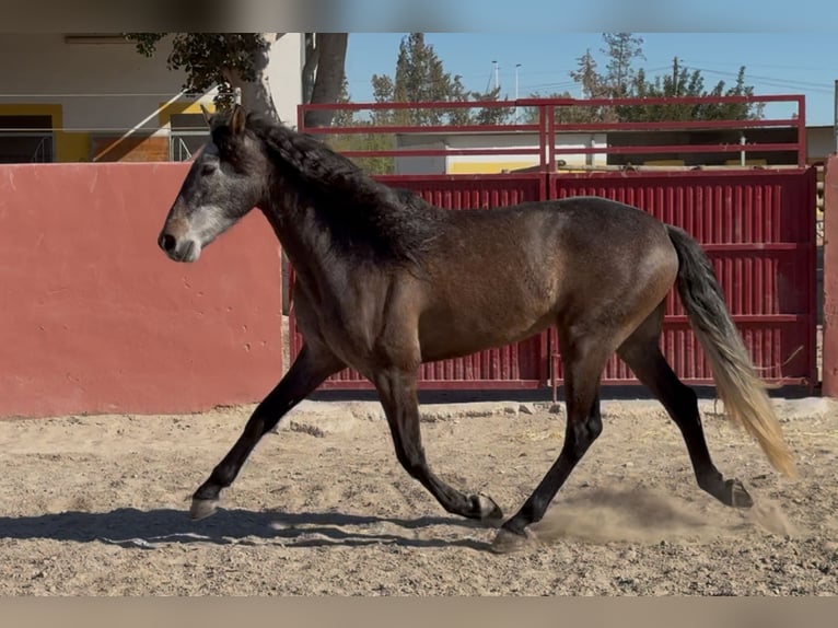 PRE Wałach 4 lat 165 cm Siwa in Elx/Elche