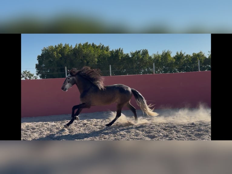 PRE Wałach 4 lat 165 cm Siwa in Elx/Elche