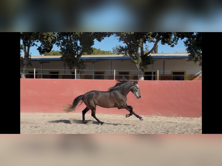 PRE Wałach 4 lat 165 cm Siwa in Elx/Elche