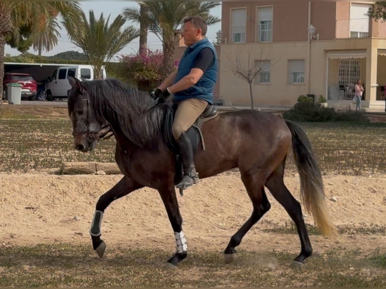 PRE Wałach 4 lat 165 cm Siwa in Elx/Elche