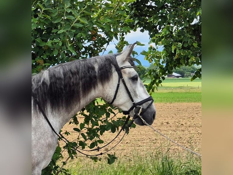 PRE Mix Wałach 4 lat 166 cm Siwa in Adelshofen