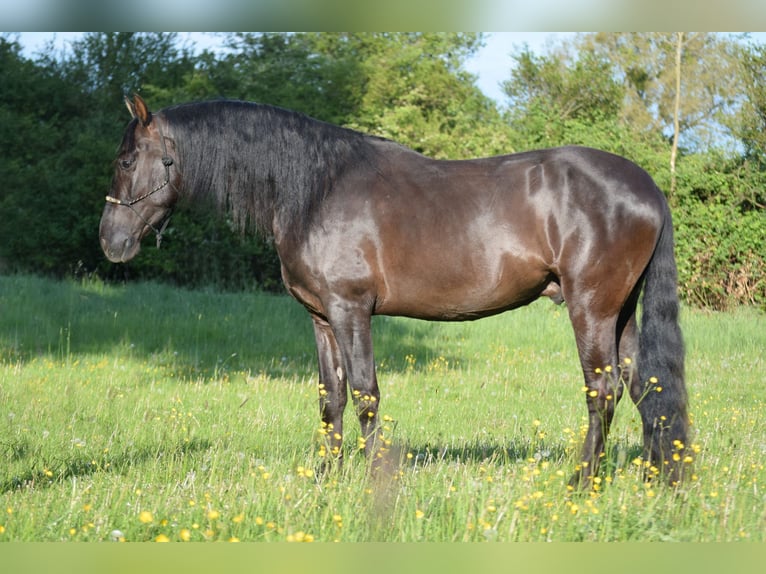 PRE Mix Wałach 4 lat 167 cm Kara in Stadthagen