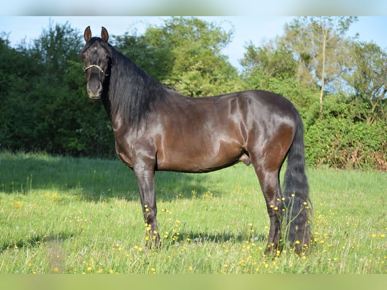 PRE Mix Wałach 4 lat 167 cm Kara in Stadthagen