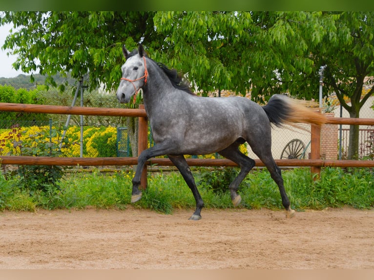 PRE Wałach 4 lat 167 cm Siwa jabłkowita in Monells