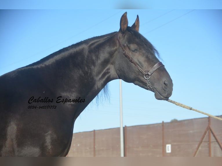 PRE Mix Wałach 4 lat 168 cm Skarogniada in Vejer de la Frontera