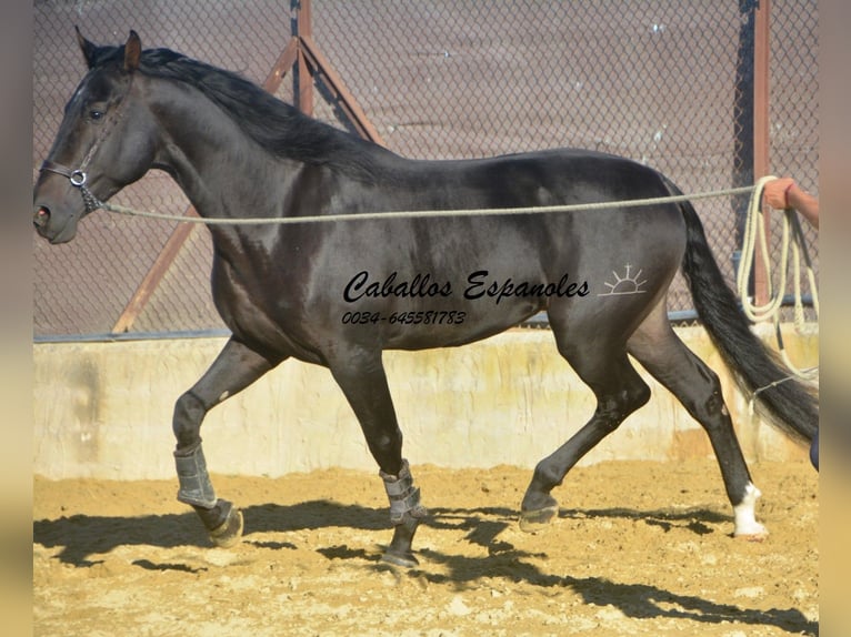 PRE Mix Wałach 4 lat 168 cm Skarogniada in Vejer de la Frontera