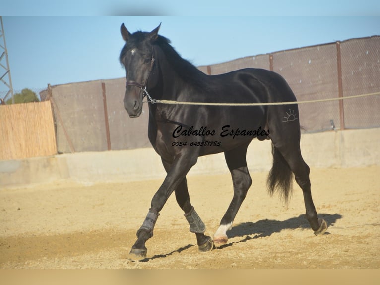 PRE Mix Wałach 4 lat 168 cm Skarogniada in Vejer de la Frontera