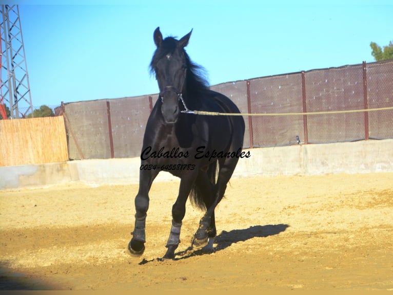 PRE Mix Wałach 4 lat 168 cm Skarogniada in Vejer de la Frontera