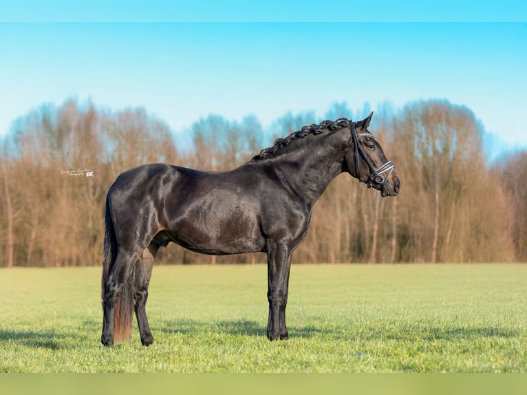 PRE Wałach 4 lat 169 cm Kara in Hoogeloon