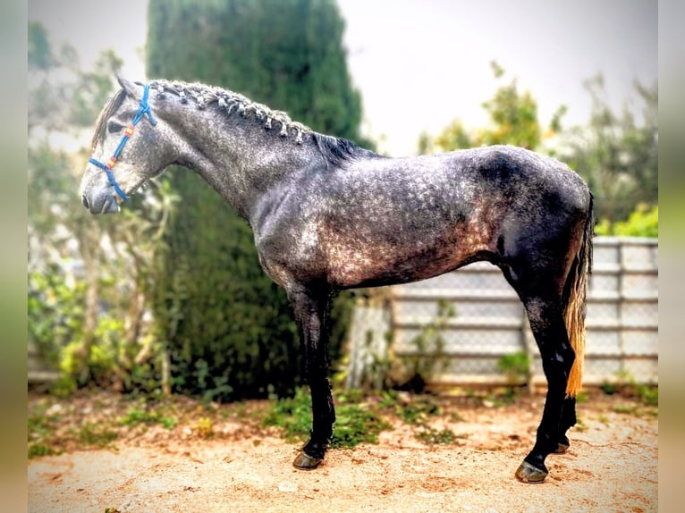 PRE Mix Wałach 4 lat 170 cm Siwa jabłkowita in Sevilla