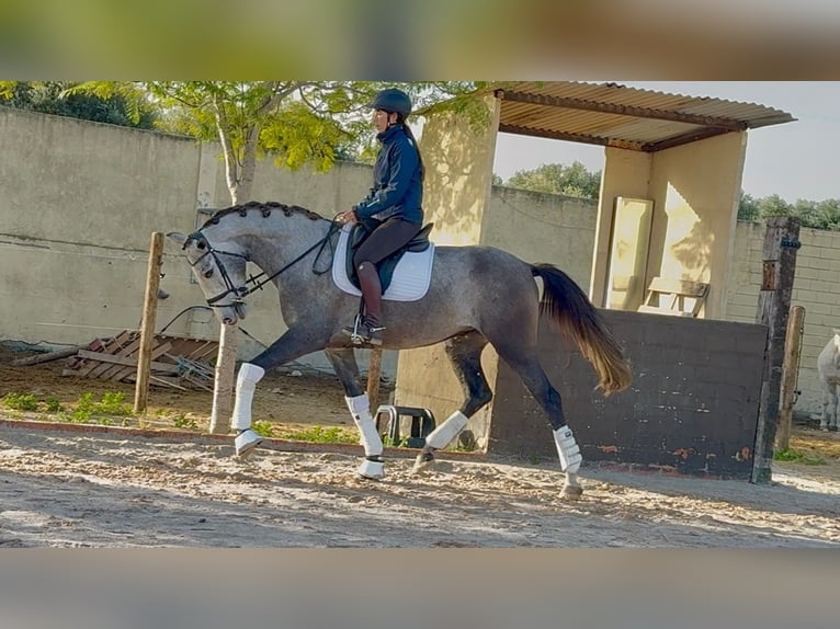 PRE Mix Wałach 4 lat 170 cm Siwa in Santa Perpetua de Mogoda