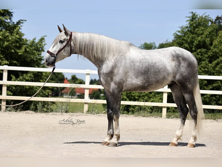PRE Mix Wałach 4 lat 171 cm Siwa in Niederstaufen