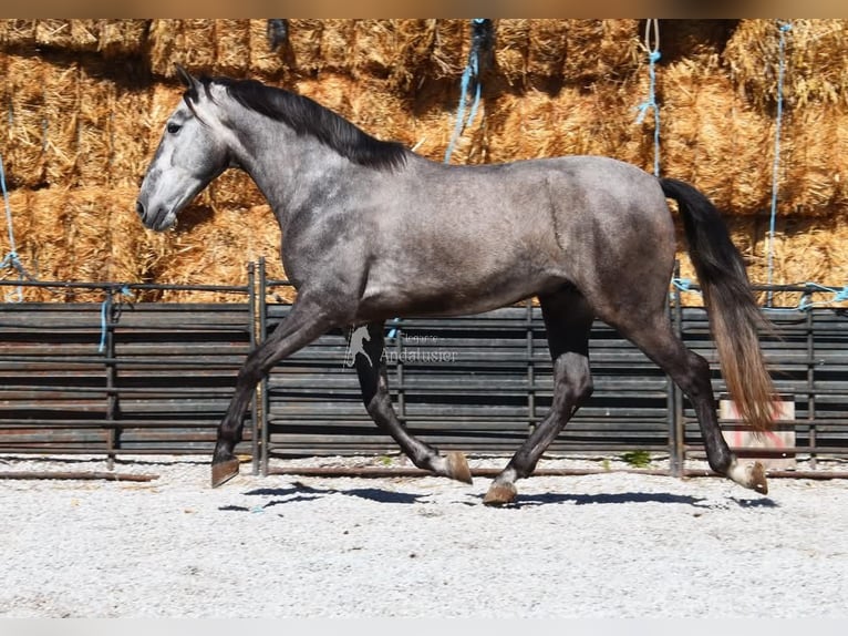 PRE Wałach 5 lat 155 cm Siwa in Provinz Granada