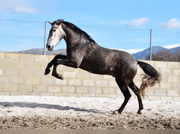 PRE Wałach 5 lat 155 cm Siwa in Provinz Granada