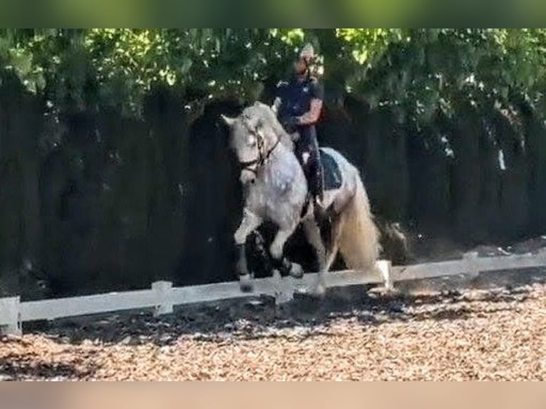 PRE Wałach 5 lat 157 cm Siwa jabłkowita in Sevilla