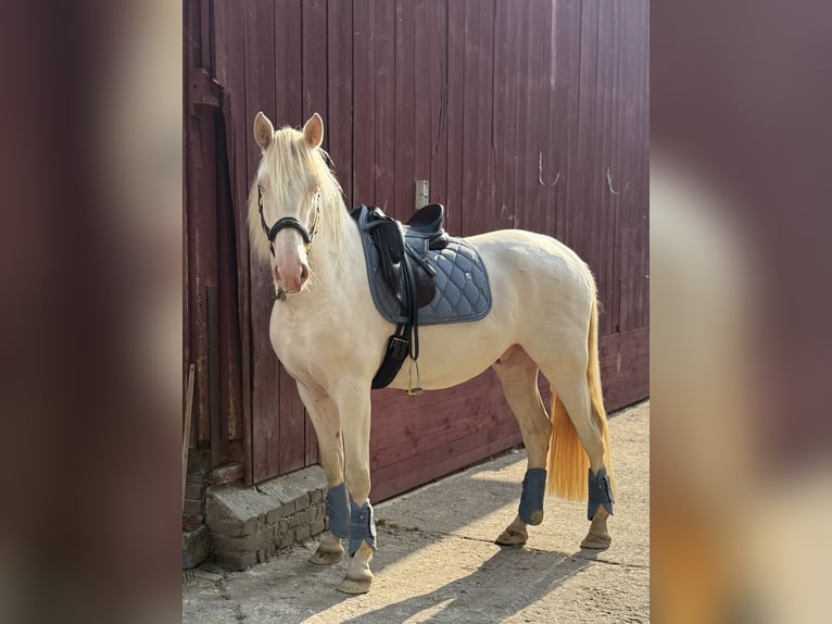 PRE Wałach 5 lat 158 cm Cremello in Heiligenhaus