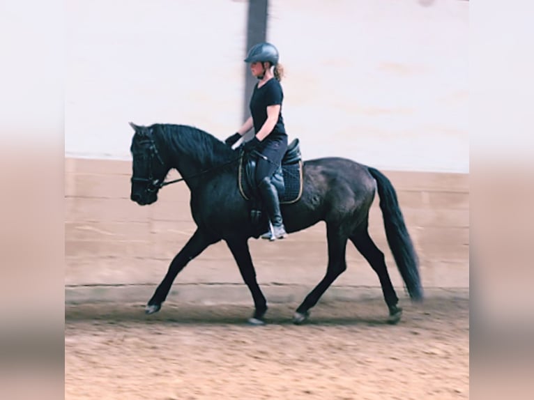 PRE Mix Wałach 5 lat 158 cm Kara in Gernsbach