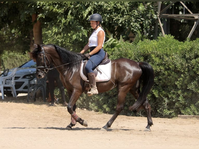 PRE Mix Wałach 5 lat 158 cm Kara in Valencia