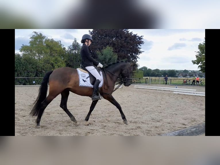 PRE Mix Wałach 5 lat 158 cm Kara in Niederzier