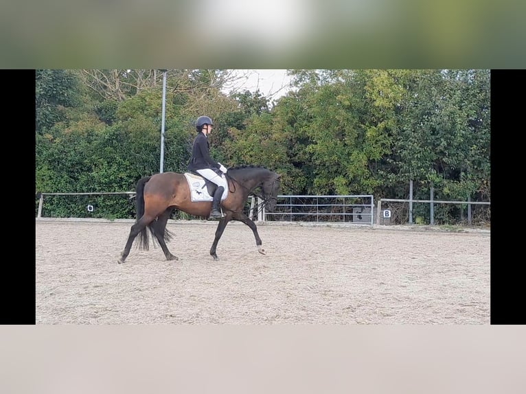 PRE Mix Wałach 5 lat 158 cm Kara in Niederzier