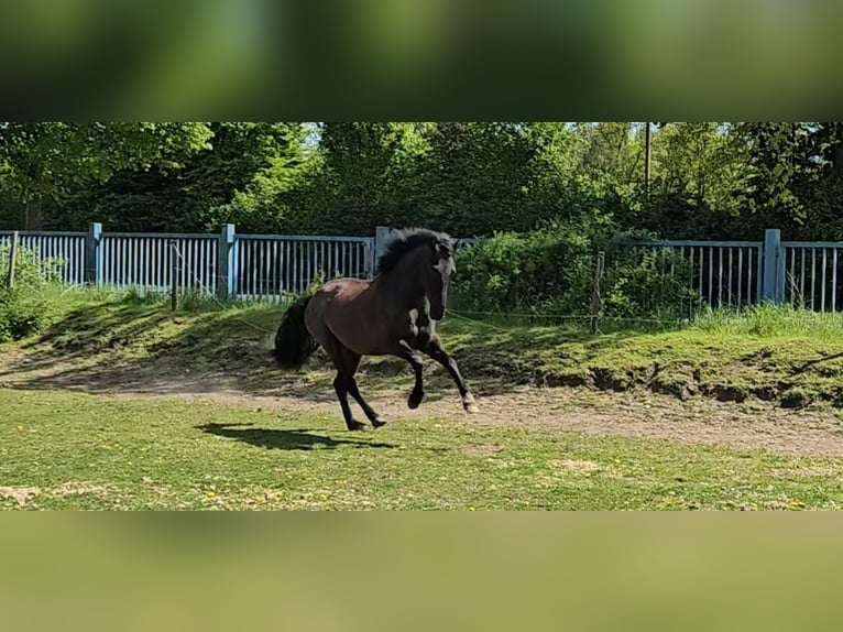 PRE Mix Wałach 5 lat 158 cm Kara in Niederzier
