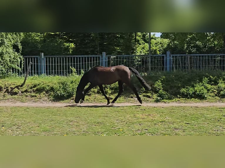 PRE Mix Wałach 5 lat 158 cm Kara in Niederzier