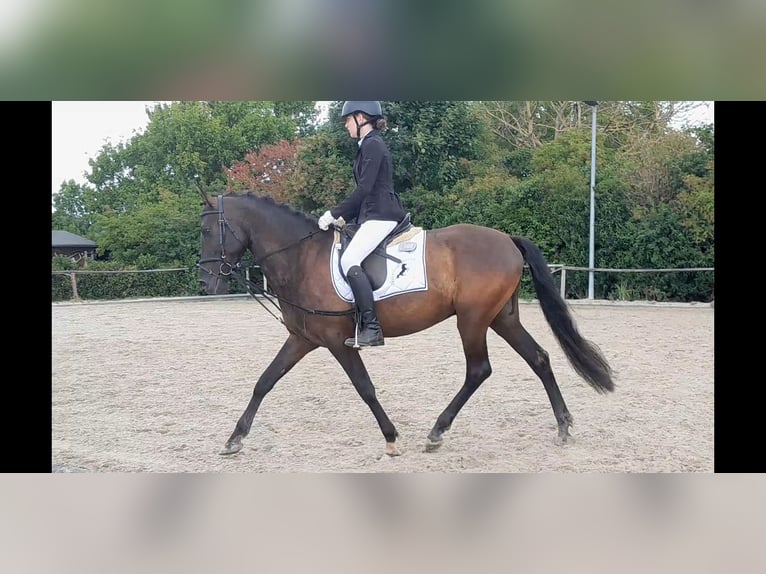 PRE Mix Wałach 5 lat 158 cm Kara in Niederzier