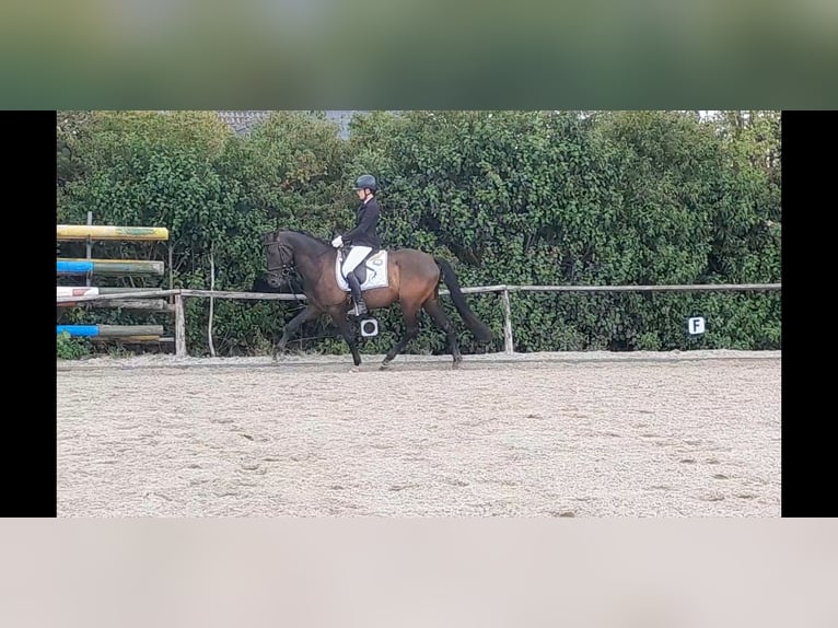 PRE Mix Wałach 5 lat 158 cm Kara in Niederzier
