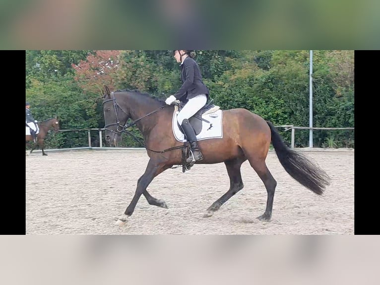 PRE Mix Wałach 5 lat 158 cm Kara in Niederzier
