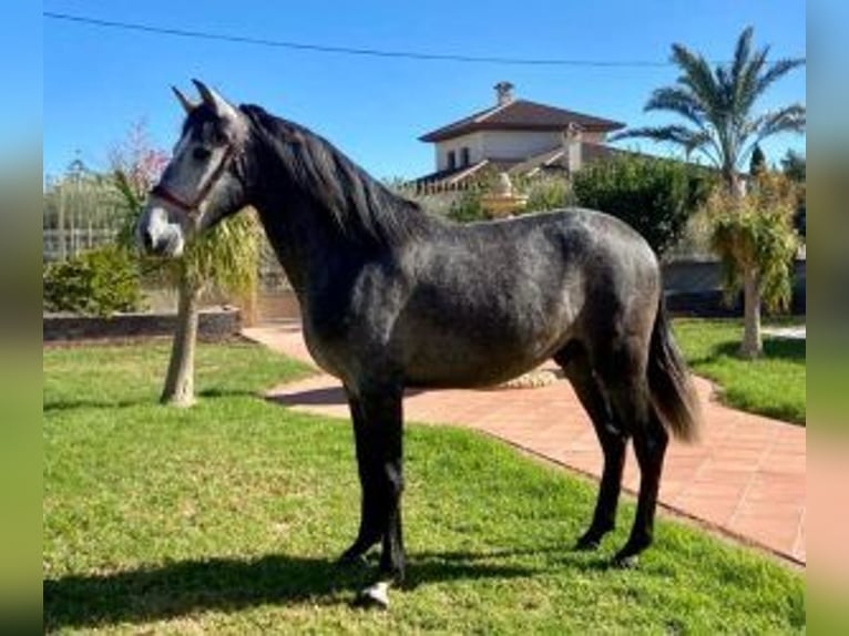 PRE Mix Wałach 5 lat 159 cm Siwa in Murcia