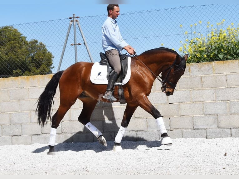 PRE Wałach 5 lat 160 cm Gniada in Provinz Granada