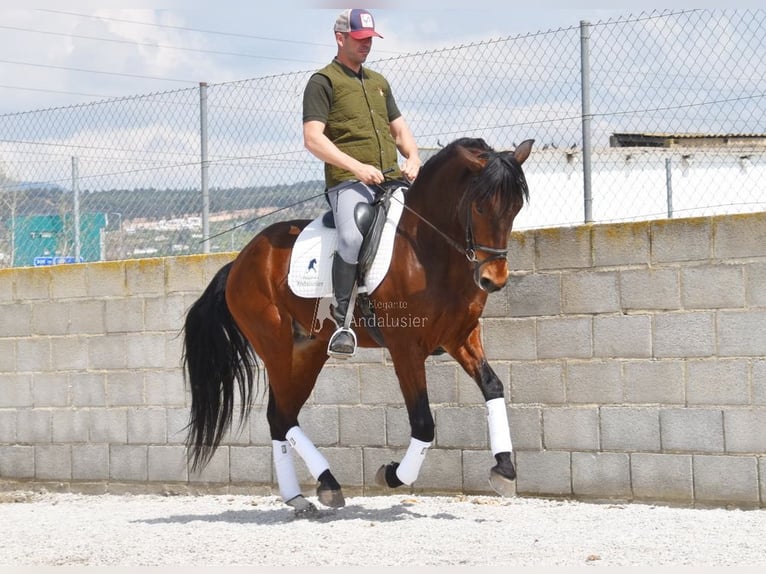 PRE Wałach 5 lat 160 cm Gniada in Provinz Granada