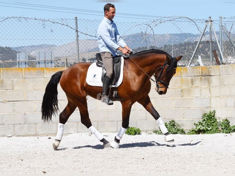 PRE Wałach 5 lat 160 cm Gniada in Provinz Granada