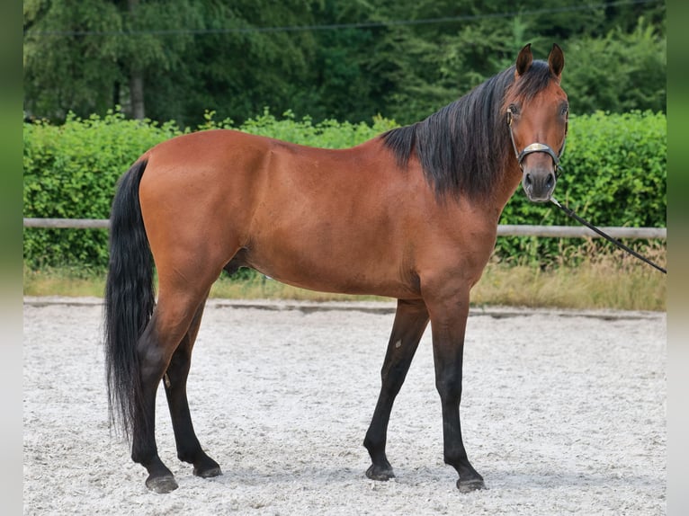 PRE Mix Wałach 5 lat 160 cm Gniada in Neustadt (Wied)
