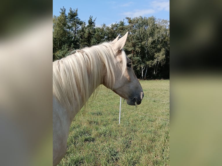 PRE Wałach 5 lat 160 cm Izabelowata in Altleiningen