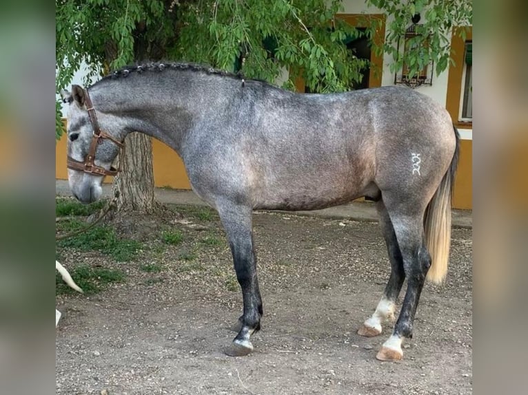 PRE Mix Wałach 5 lat 160 cm Siwa jabłkowita in Martfeld
