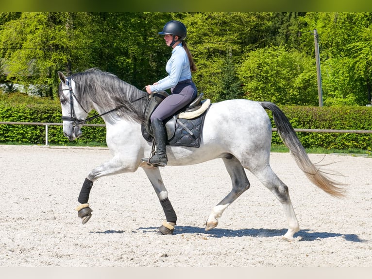 PRE Mix Wałach 5 lat 160 cm Siwa in Neustadt (Wied)