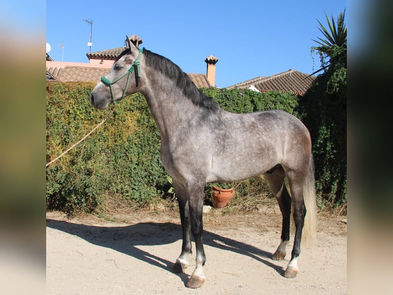 PRE Wałach 5 lat 162 cm Siwa jabłkowita in Dietenheim