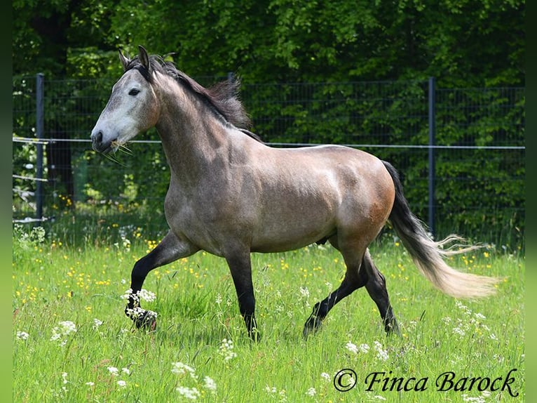 PRE Mix Wałach 5 lat 162 cm Siwa in Wiebelsheim
