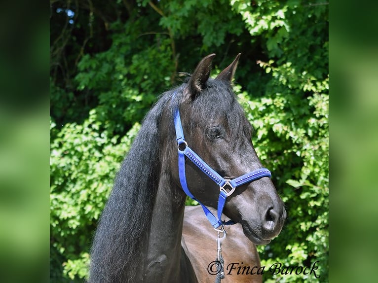 PRE Mix Wałach 5 lat 163 cm Kara in Wiebelsheim
